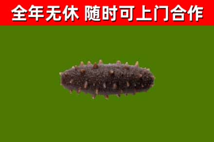 雁峰烟酒回收干海参.jpg